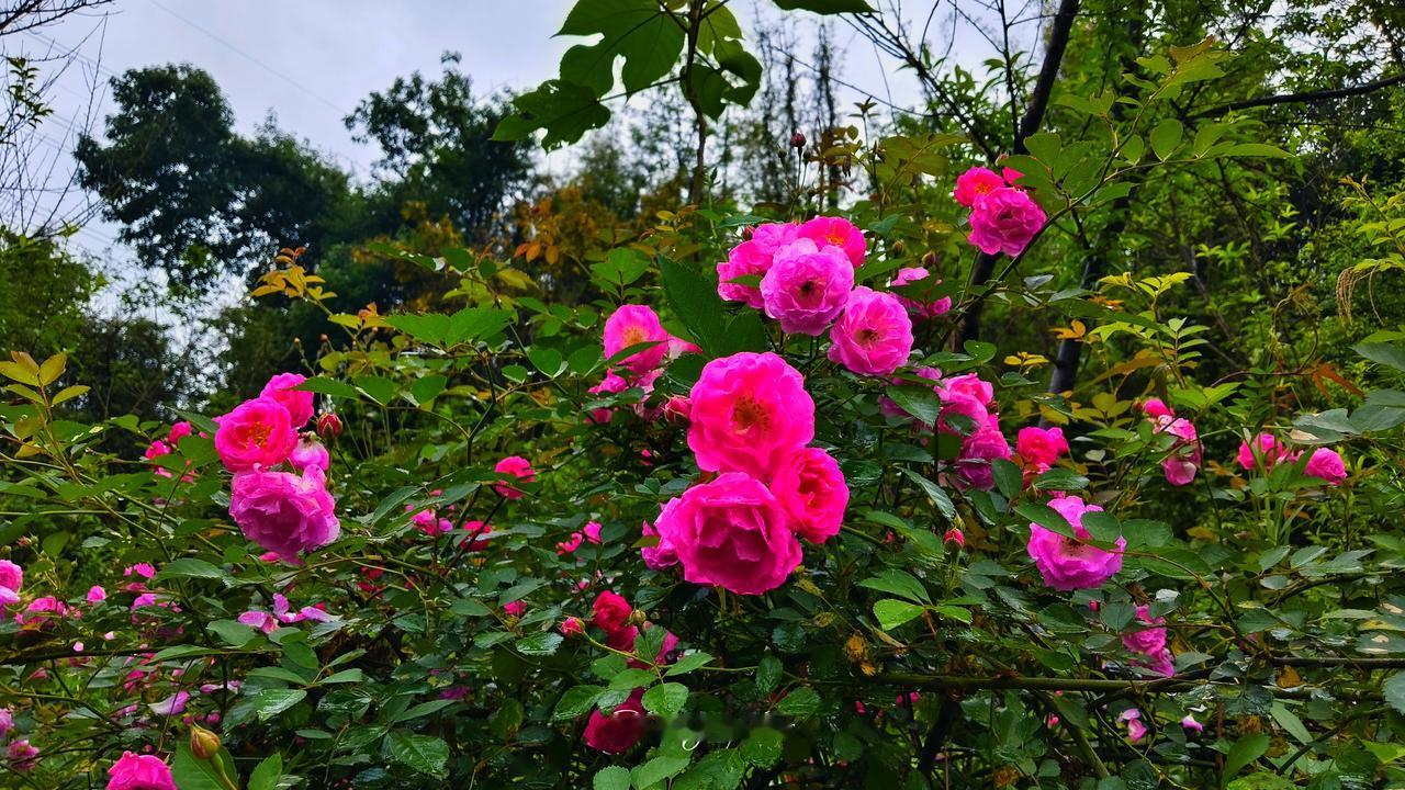 为发改委点赞！国家发改委领导前天在“开局起步‘十五五’”系列主题新闻发布会上表