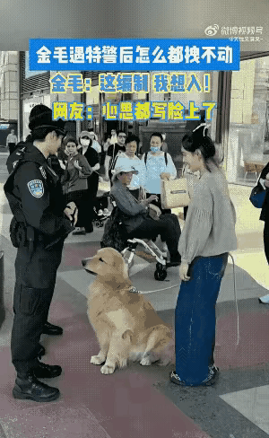女子牵着金毛散步时，遇到了两个持枪特警，谁也没有想到金毛立马蹲坐在一个年轻帅气的