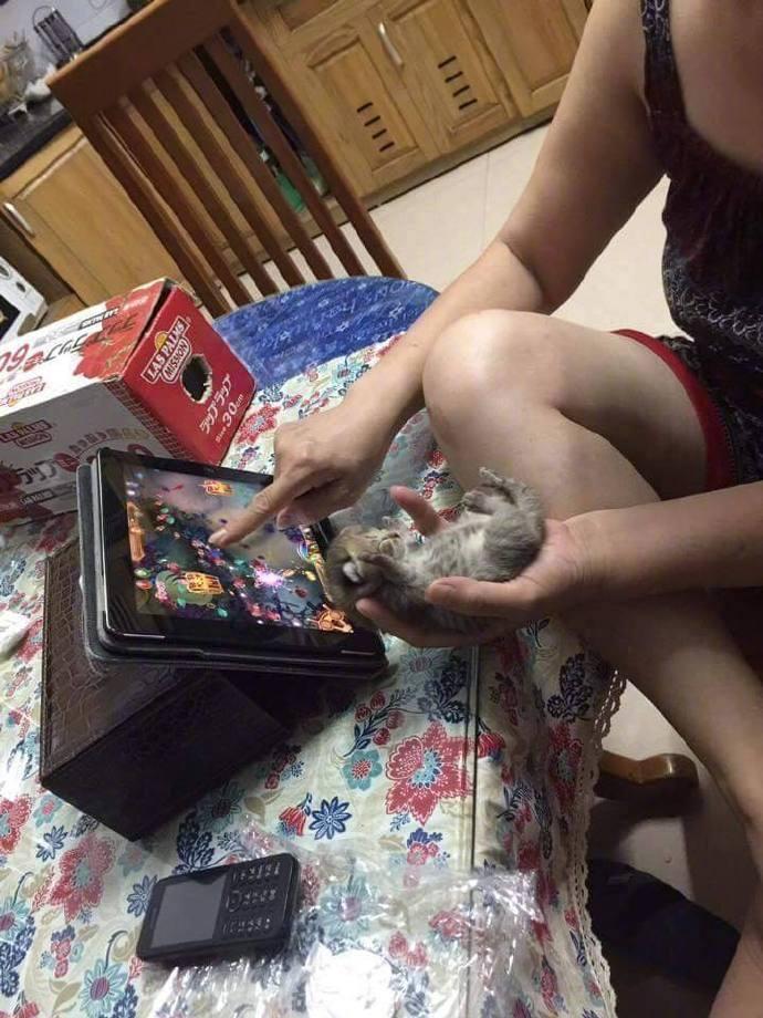 一只手捧着猫，一只手玩游戏，养猫后的真实写真