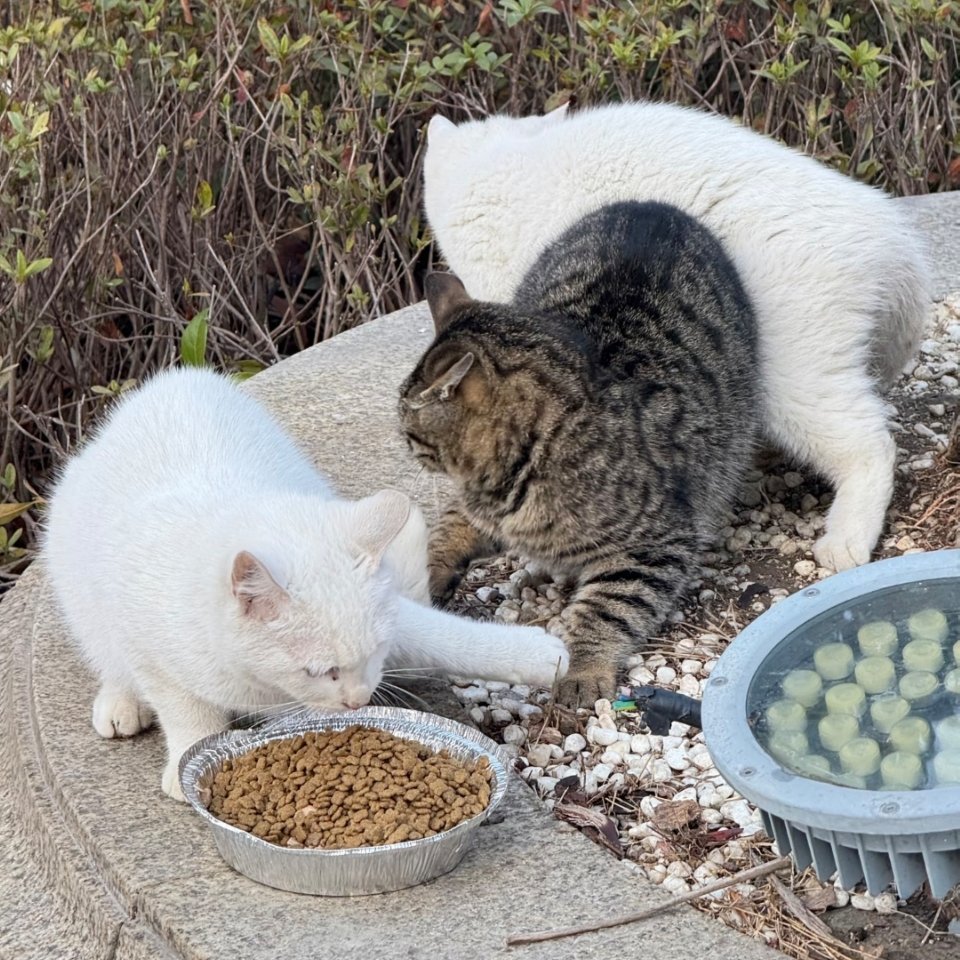 萌宠谁说野外白猫都受气，这俩连狸花都敢布勒。