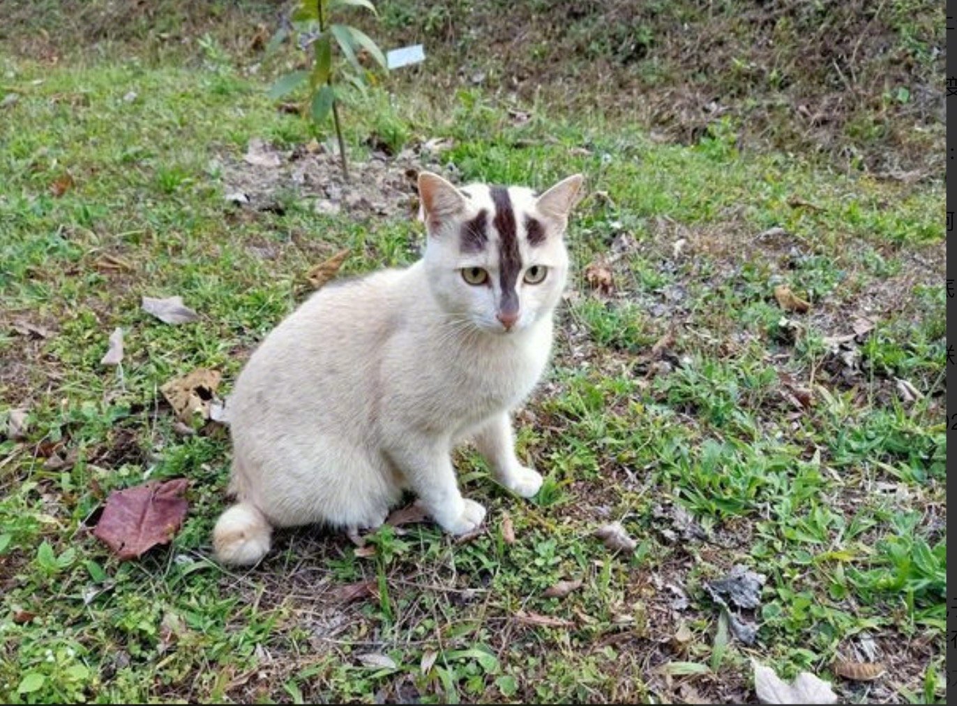 这猫是长了条虾线吧[笑着哭]