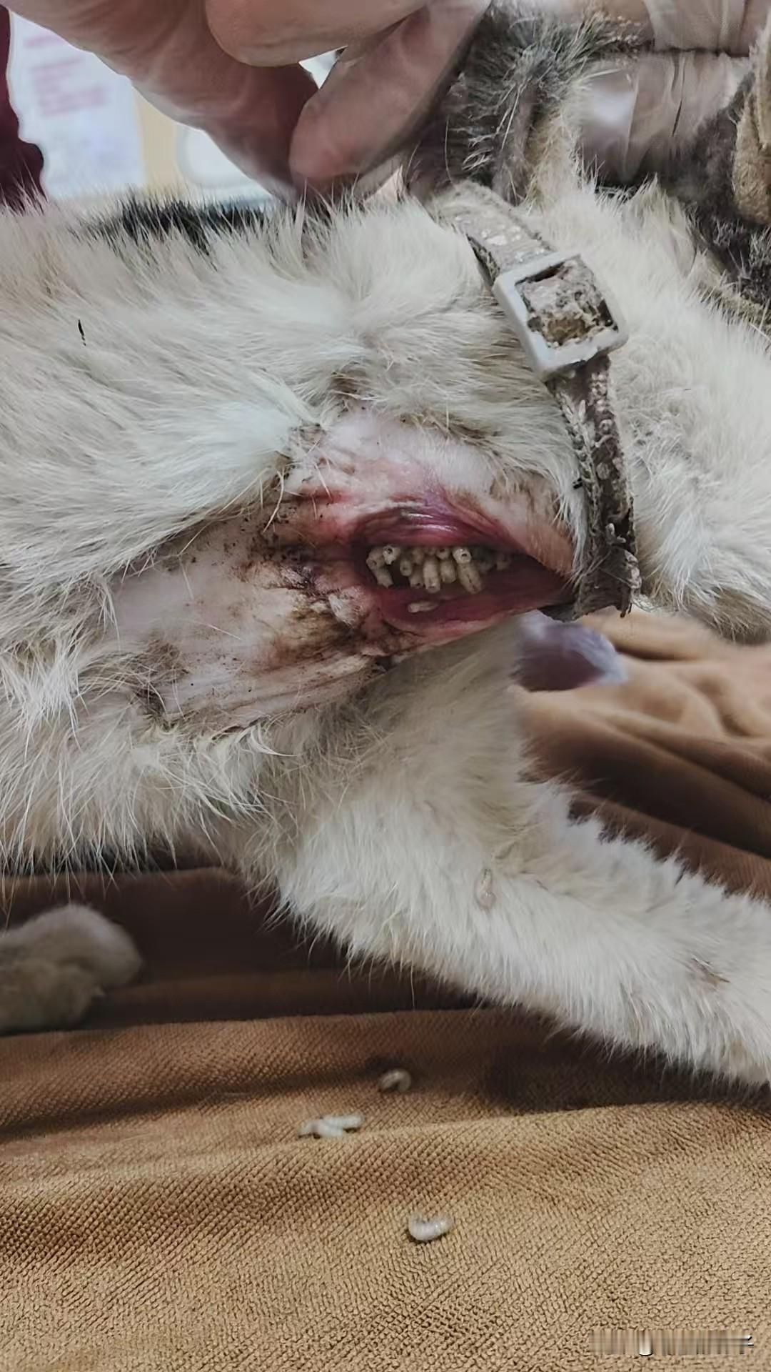 前几天有只流浪猫跑来我们货场，是被捕兽夹夹到，当时脚上还有捕兽夹，取下后发现被夹