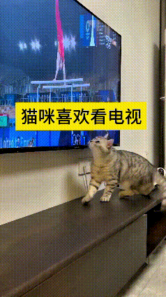 哎呀妈呀老铁们，咱这小猫咪也太有意思了！乖乖蹲电视柜上盯着电视看，目不转睛可认