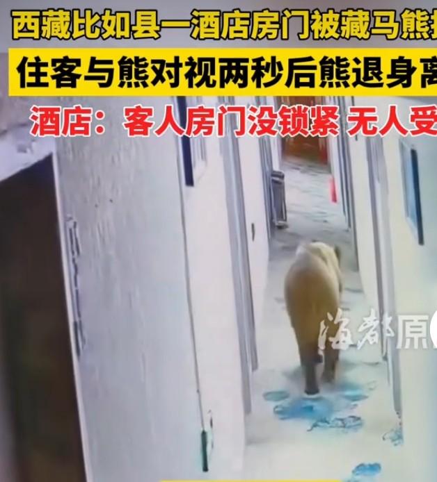 住酒店凌晨被藏马熊推开房门对视7月4日清晨五点，西藏那曲比如县一间酒店上演