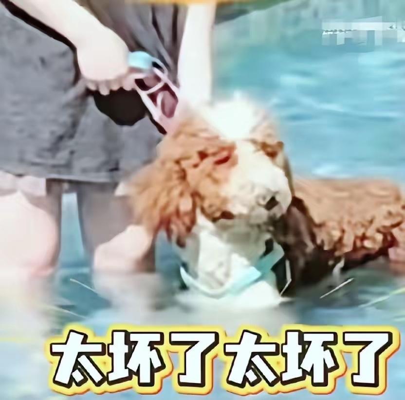 这下彻底傻眼了吧？三亚带狗进泳池的女子，终于迎来了她的账单，不是500块，也不