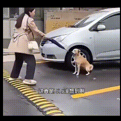 女子走在大街上，突然窜出一条流浪狗，对着女子狂吠。幸亏女子随身带有一把雨伞，女