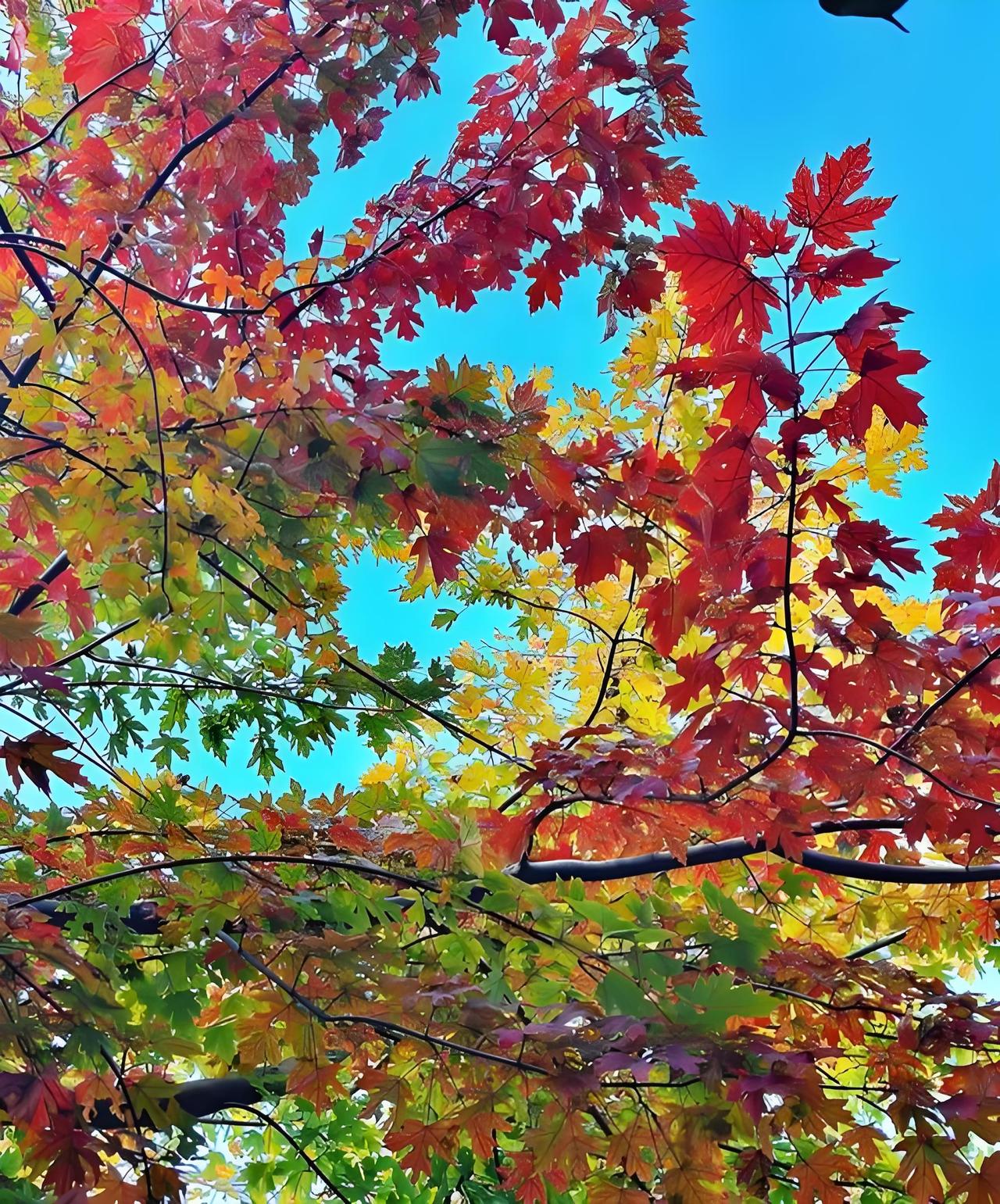 秋日生活打卡季秋日枫叶，红黄交织，美不胜收！🍁🍂🍃