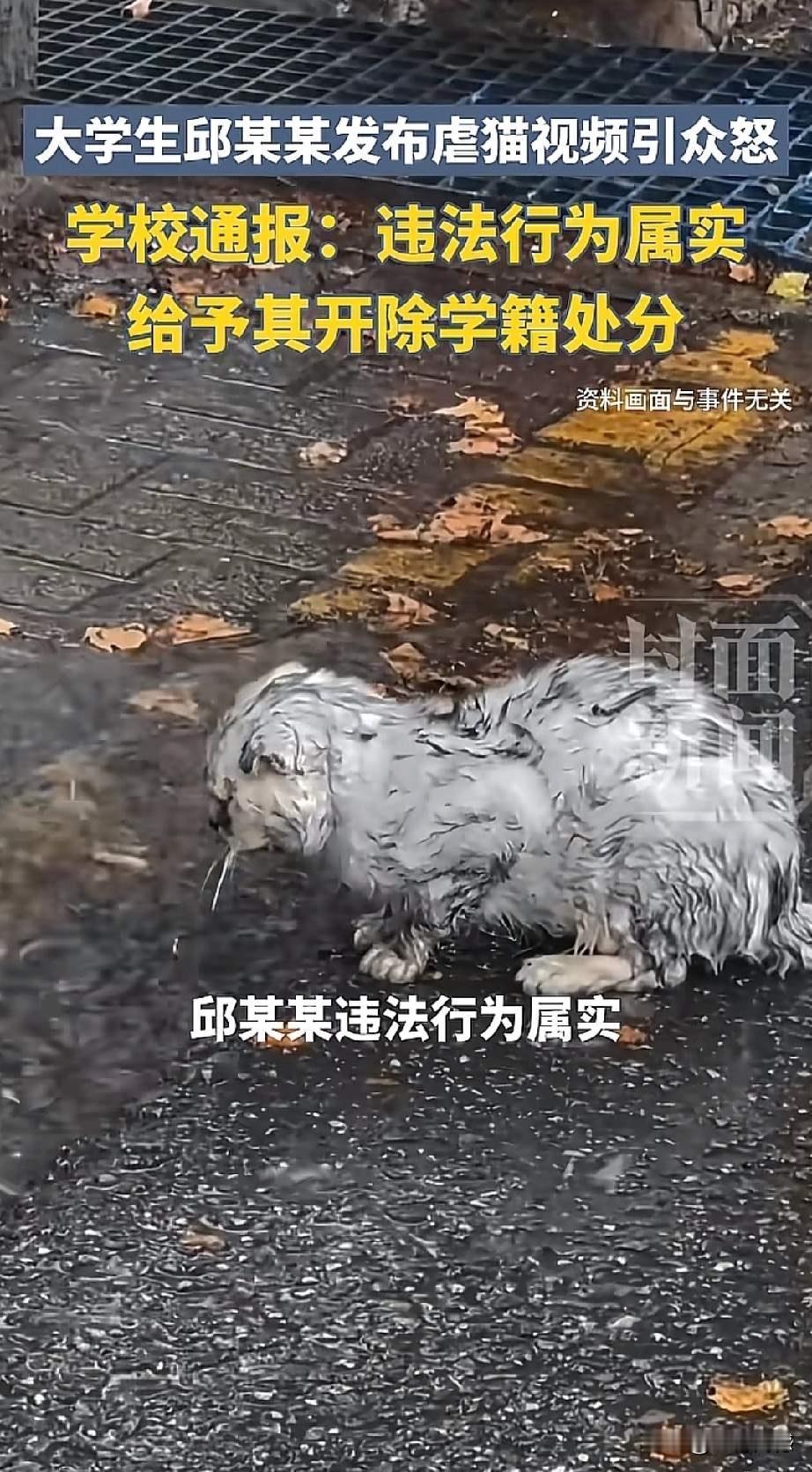 在校师范大学生虐猫还卖视频被开除！5月14日，一条虐猫视频在网上传开。画面里