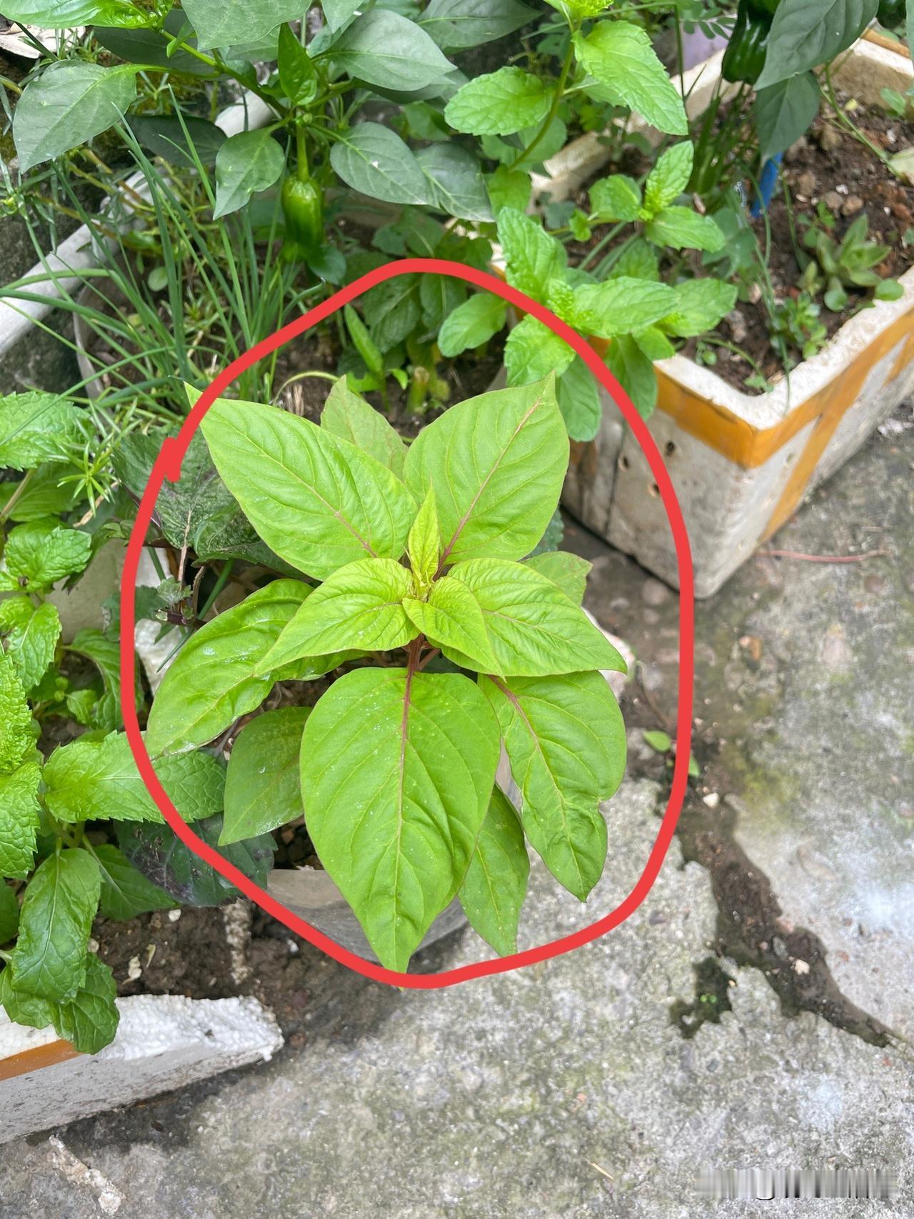 有没有农村人，看看这是什么蔬菜啊？