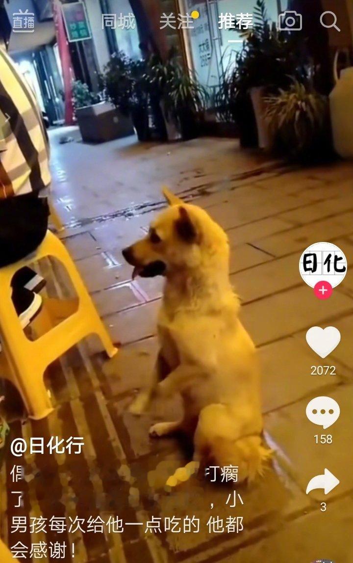 一只被人打断腿的流浪狗，到正在用餐的桌子前乞讨，每当小男孩给狗狗吃东西后，狗狗就