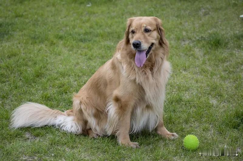 与领导、大人物相处的六点注意事项1，跟领导，大人物一起吃饭出行时，扶凳子，开