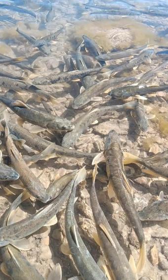 青海湖的湟鱼泛滥成灾，为何无人敢吃？一位50多岁的老渔民告诉我：青海湖里有12.