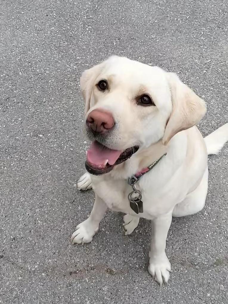 好消息来了[大笑]芬迪大宝贝的好消息来了。根据大连残联的回访电话，明确说已