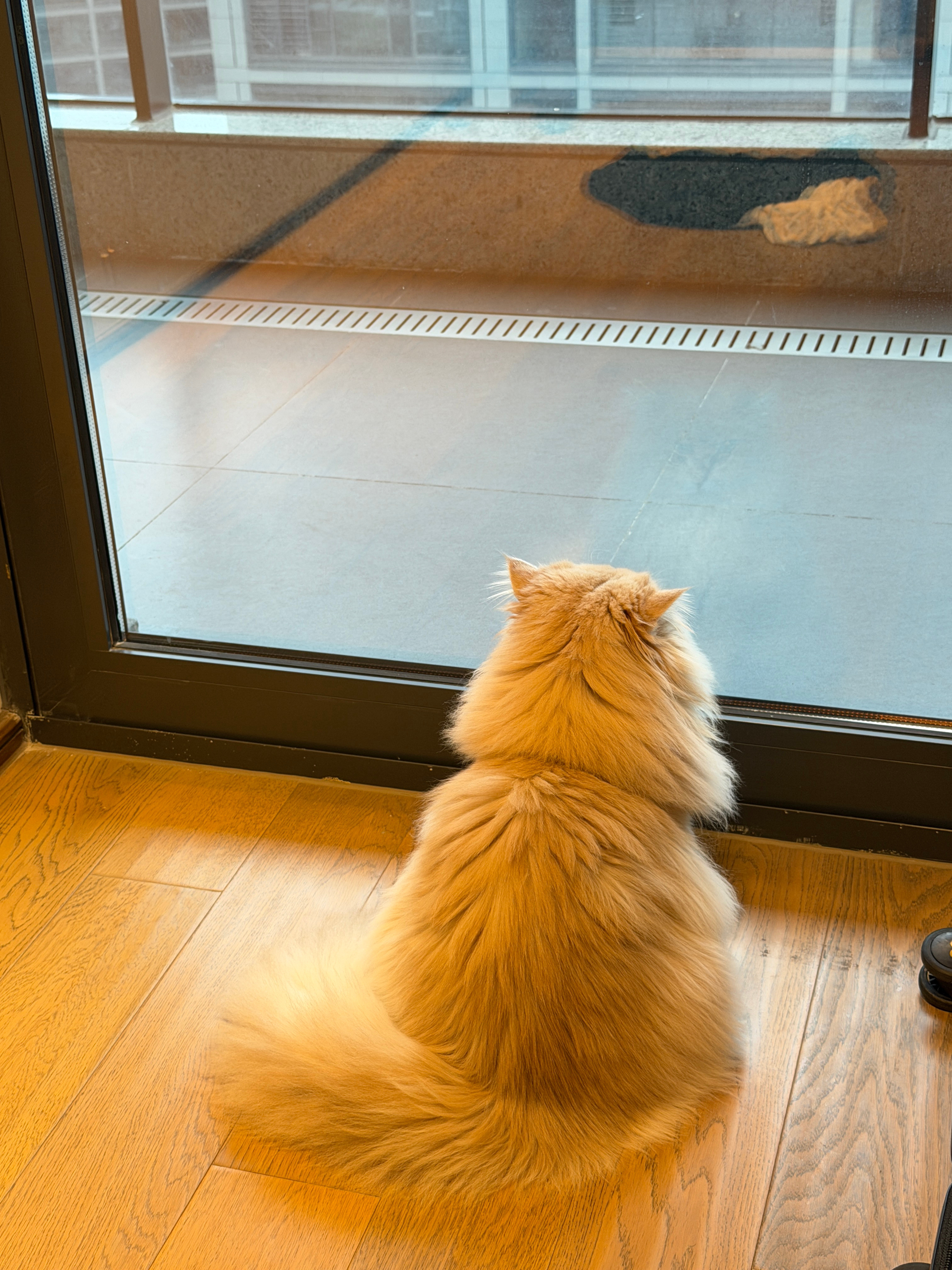 小猫在想什么呢