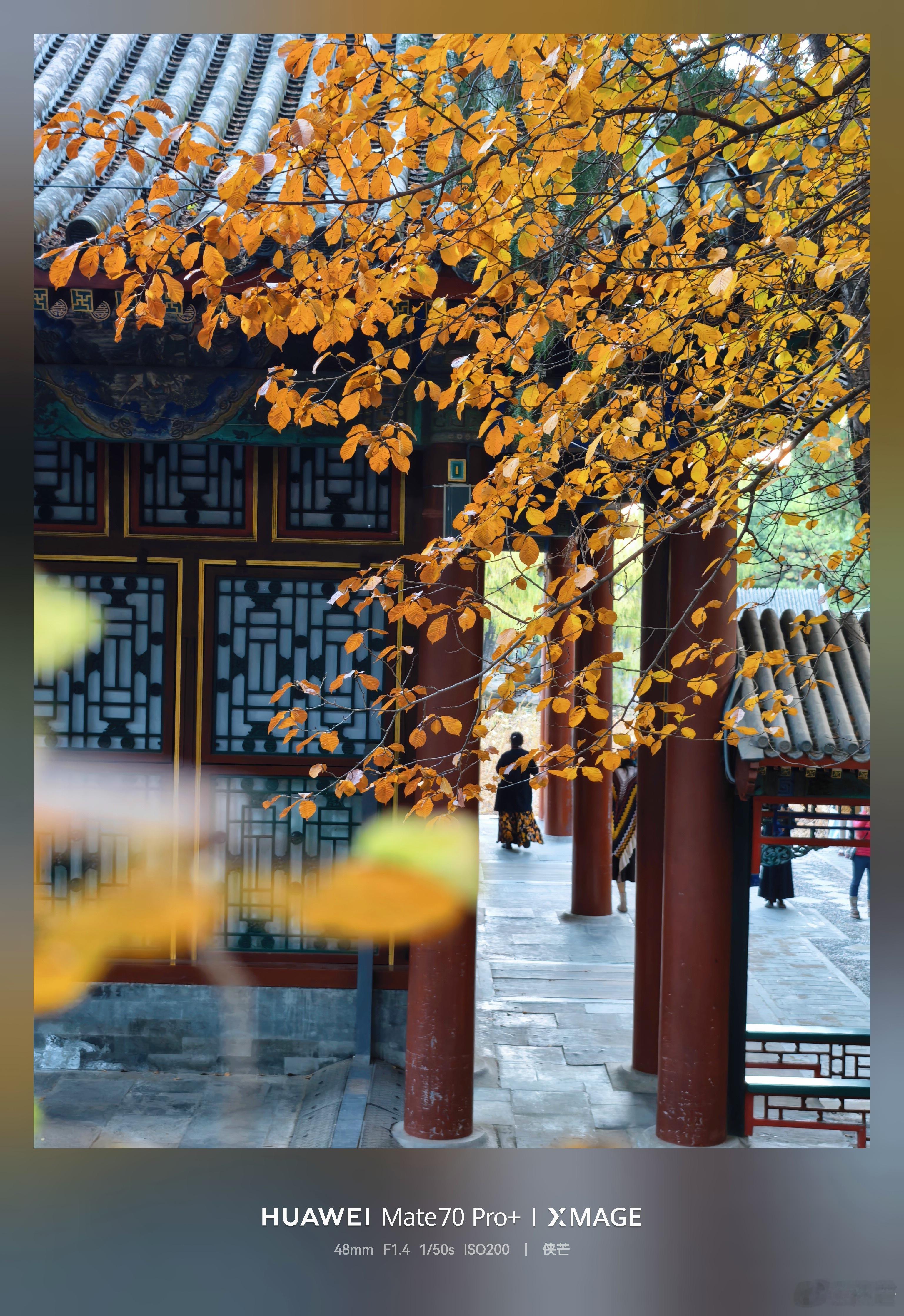 初冬谐趣园秋色颐和园谐趣园内，涵远堂东西两侧的土石假山上，数十株