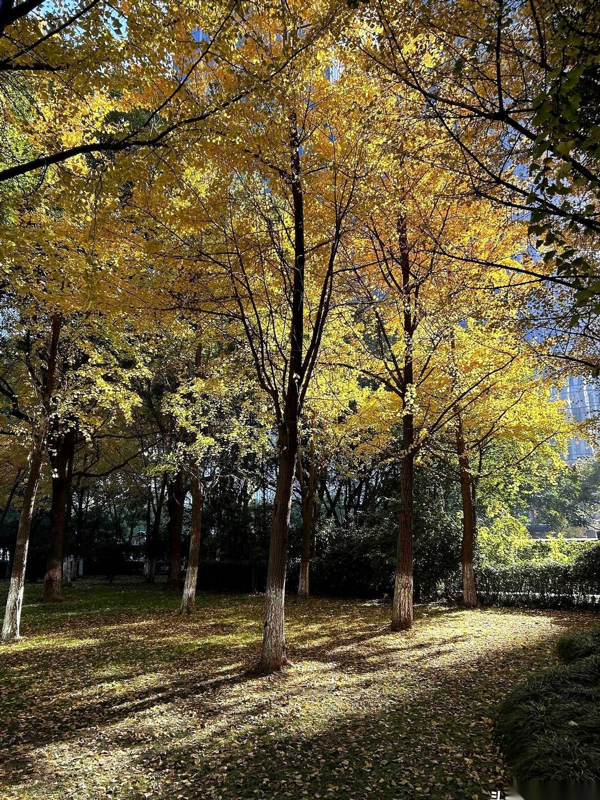 不得不服，特朗普那个老头子，眼光是真毒。全世界都盯着他的传媒公司，以为他在搞什