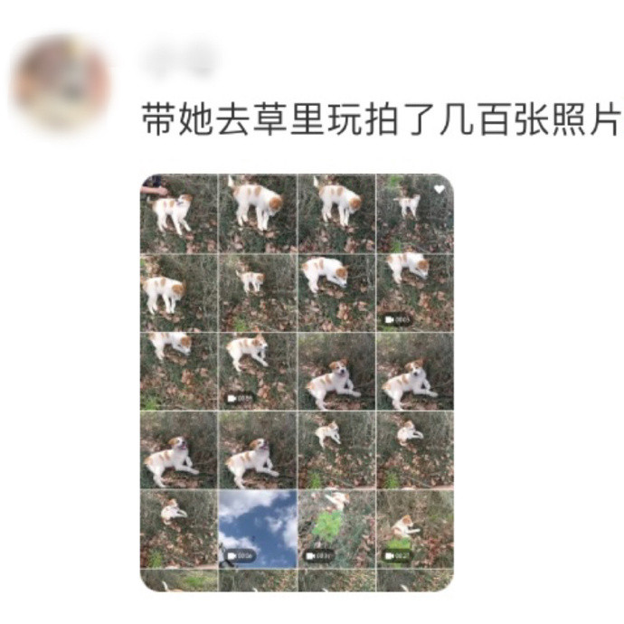 养宠物最费的其实是内存