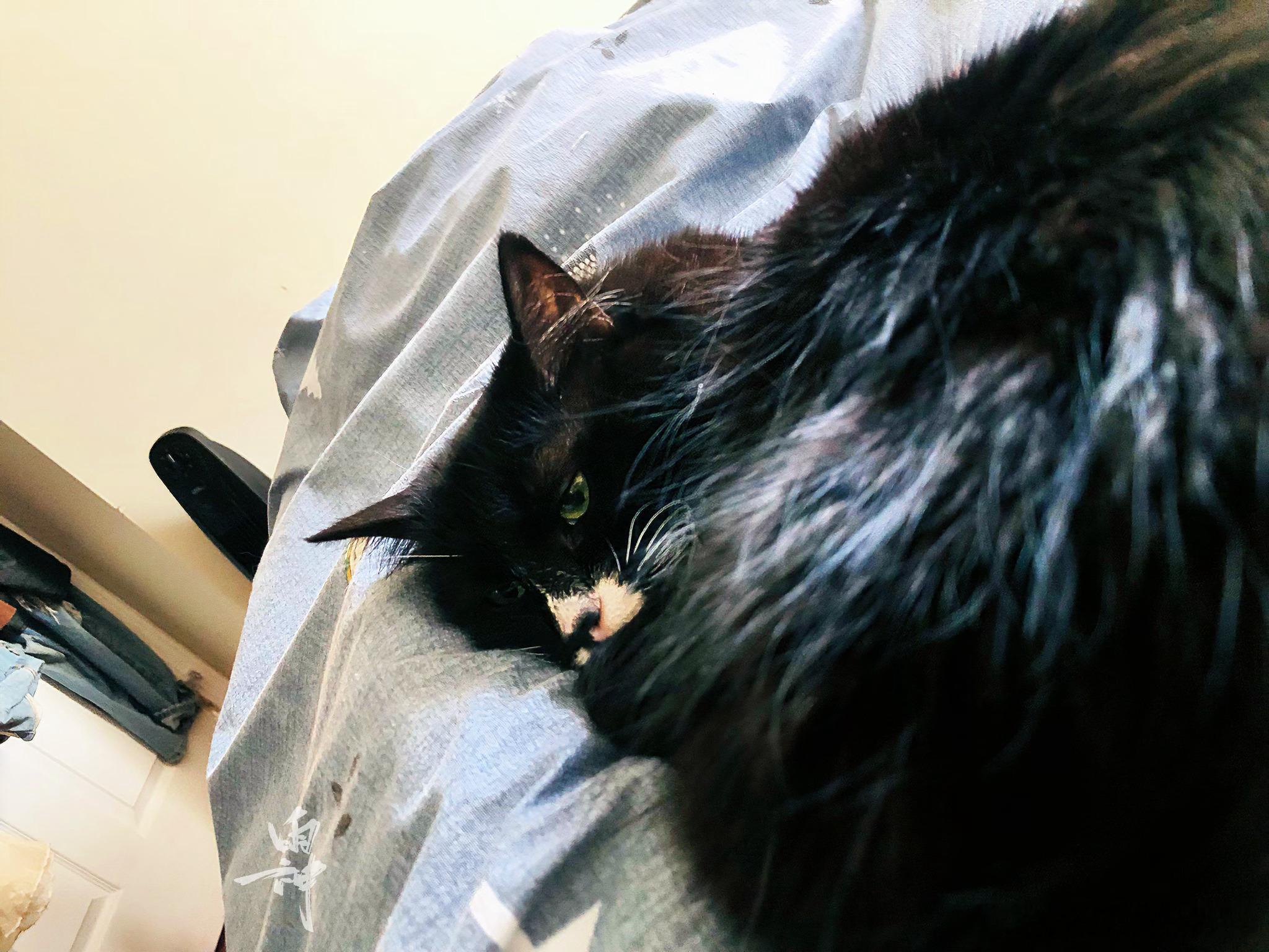 猫咪喵呜的日常发呆时和犯困时