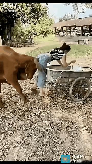 老牛，你往哪找呢[笑着哭]