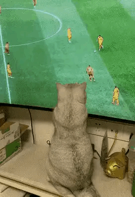 这球踢的，猫咪就差自己亲自上去踢了。