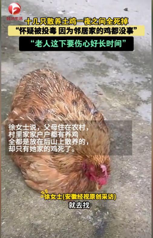 “解释不清了！”湖北咸宁，一女子回家时，发现门口有3只死鸡，而且全都口吐白沫，女