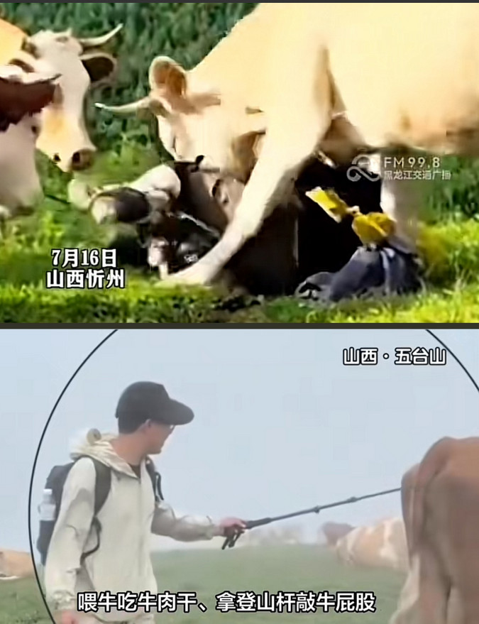 现在全网最糟心的，估计是五台山被牛踩踏的游客了！因为他们不仅得不到赔偿，更