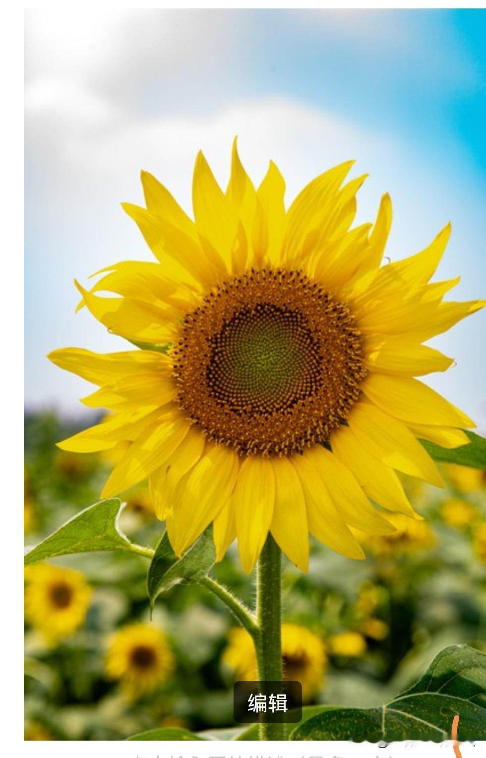 大龄剩女，实质并非是“剩下”，而是自主选择。2023年报告显示，68...