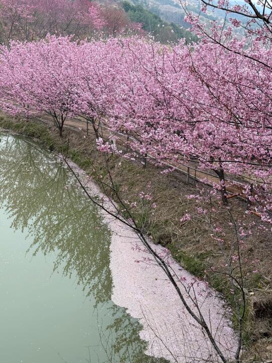 厦门出发🌸登上《国家地理》的樱花园‼️