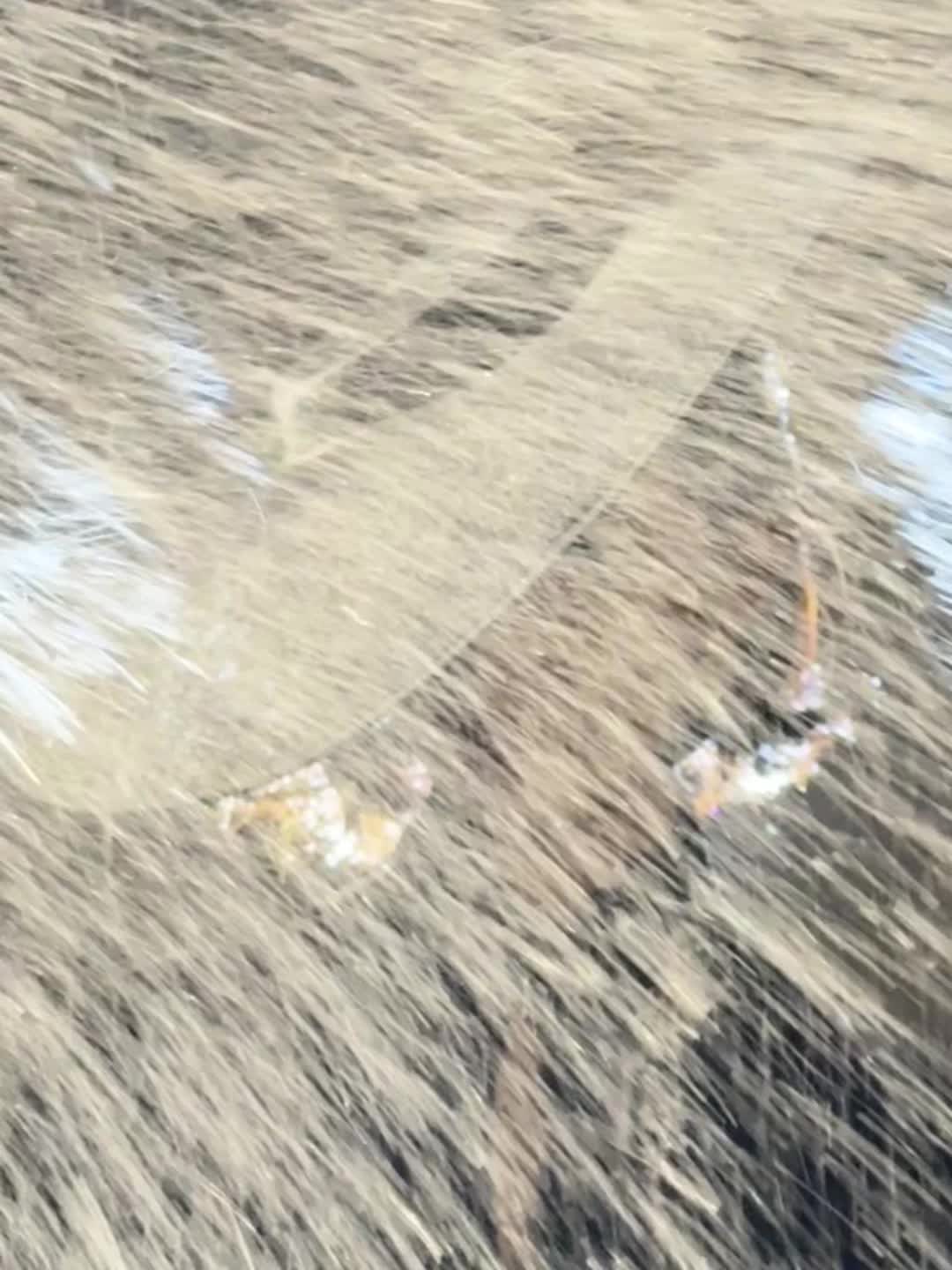 林允