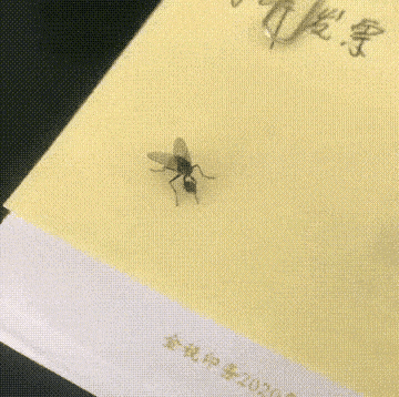 无头苍蝇具象化