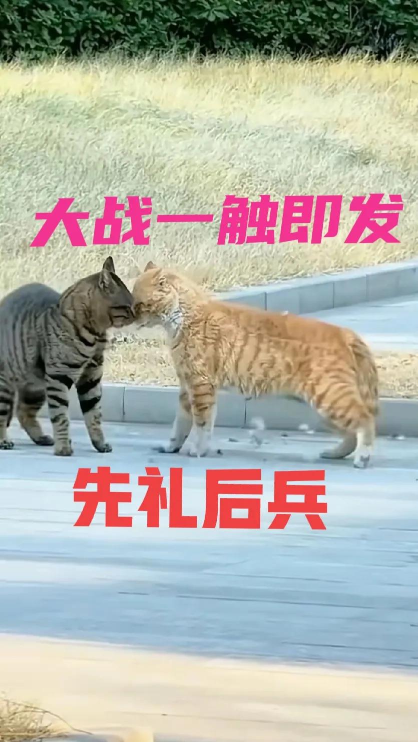 都说狸花猫本事强大，很多猫都不是它的对手，没想到这只橘猫敢硬碰硬。真的太有趣了