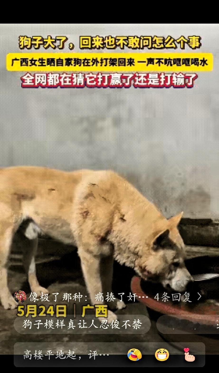 “笑喷了！”广西一女生发视频晒自家狗子，说自家狗子在外打架回来，一声不吭哐哐喝水