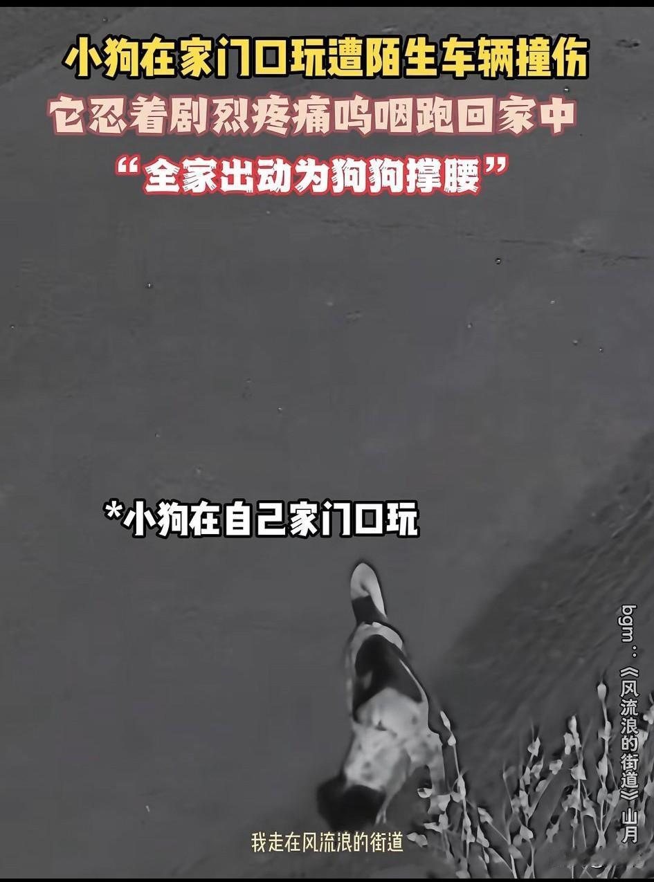 一位大哥养了一只狗狗，这天夜里狗狗独自在家门口玩耍，突然一辆陌生转弯过来，它非但