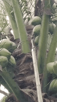 好的水果和食物都是长得很高的地方