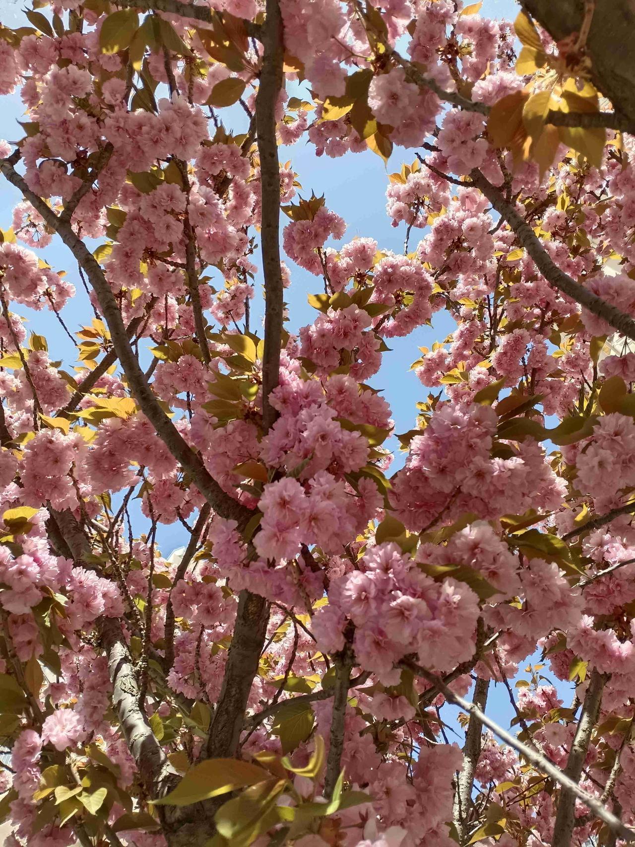 医生商量说，继续给妈妈开中药喝，我说中药太苦，妈妈不爱喝，姐姐就在一旁说，那就先