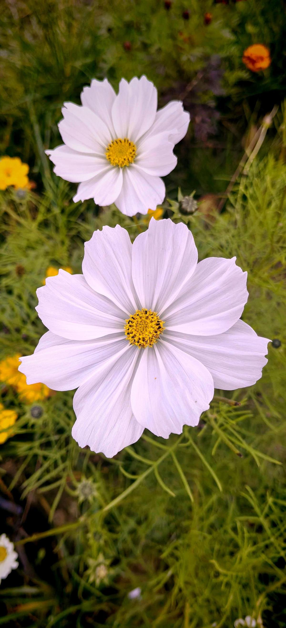 秋英这花，原来不只是好看。别看它小，能当绿肥，还能帮土地“补氮”。一盆就能种