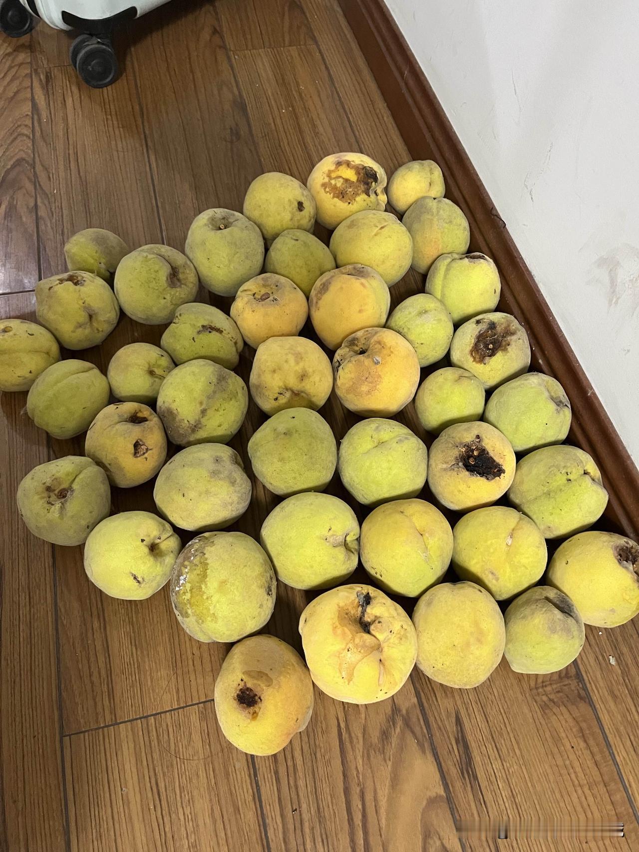 公婆种了一棵桃树，有碗口多粗，是黄桃品种。这两年倒是结了不少，只是没打药，尽生些