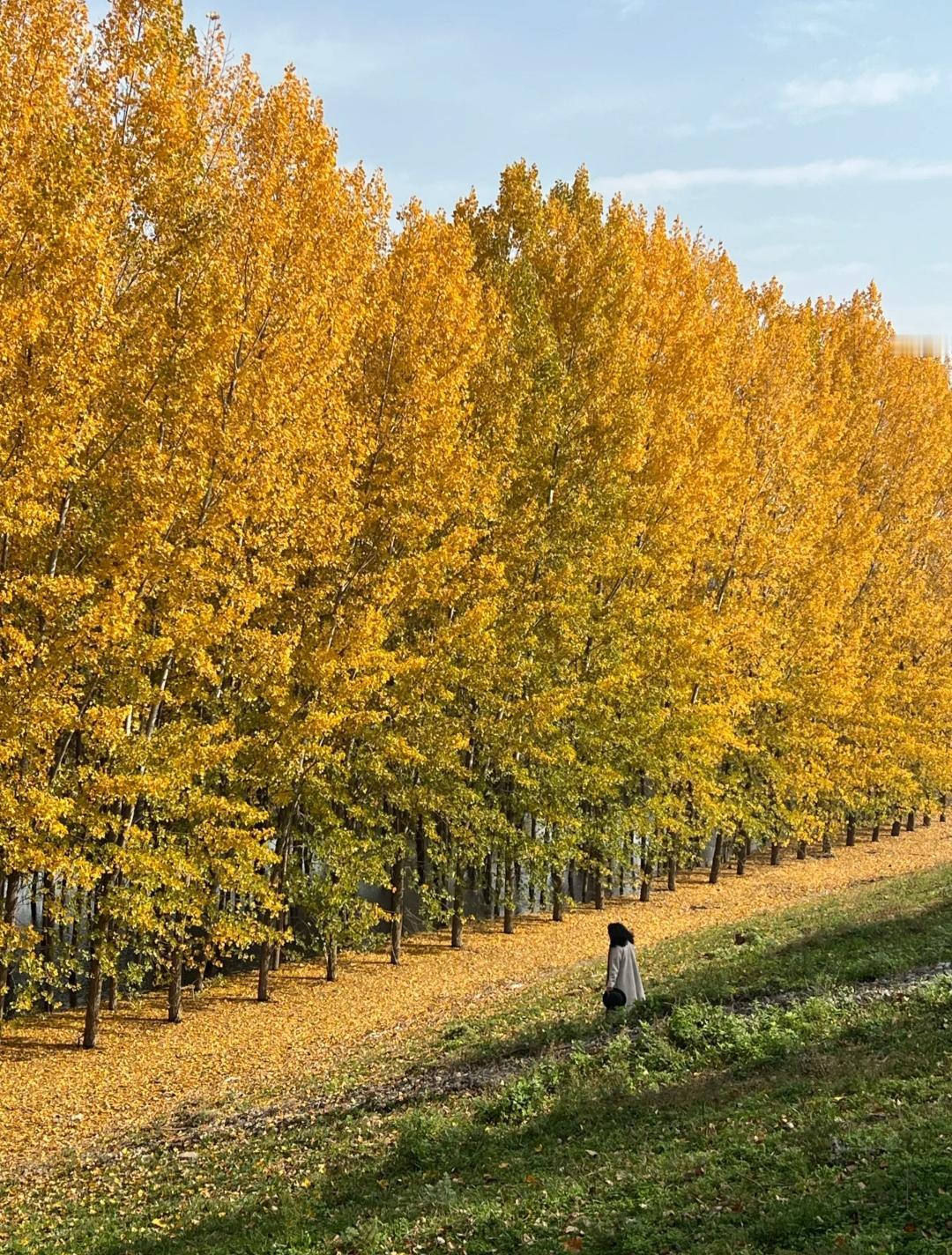 黑龙江71岁农户23年前300棵杨树，成材后发现被划入保护区禁止砍伐近日一名黑