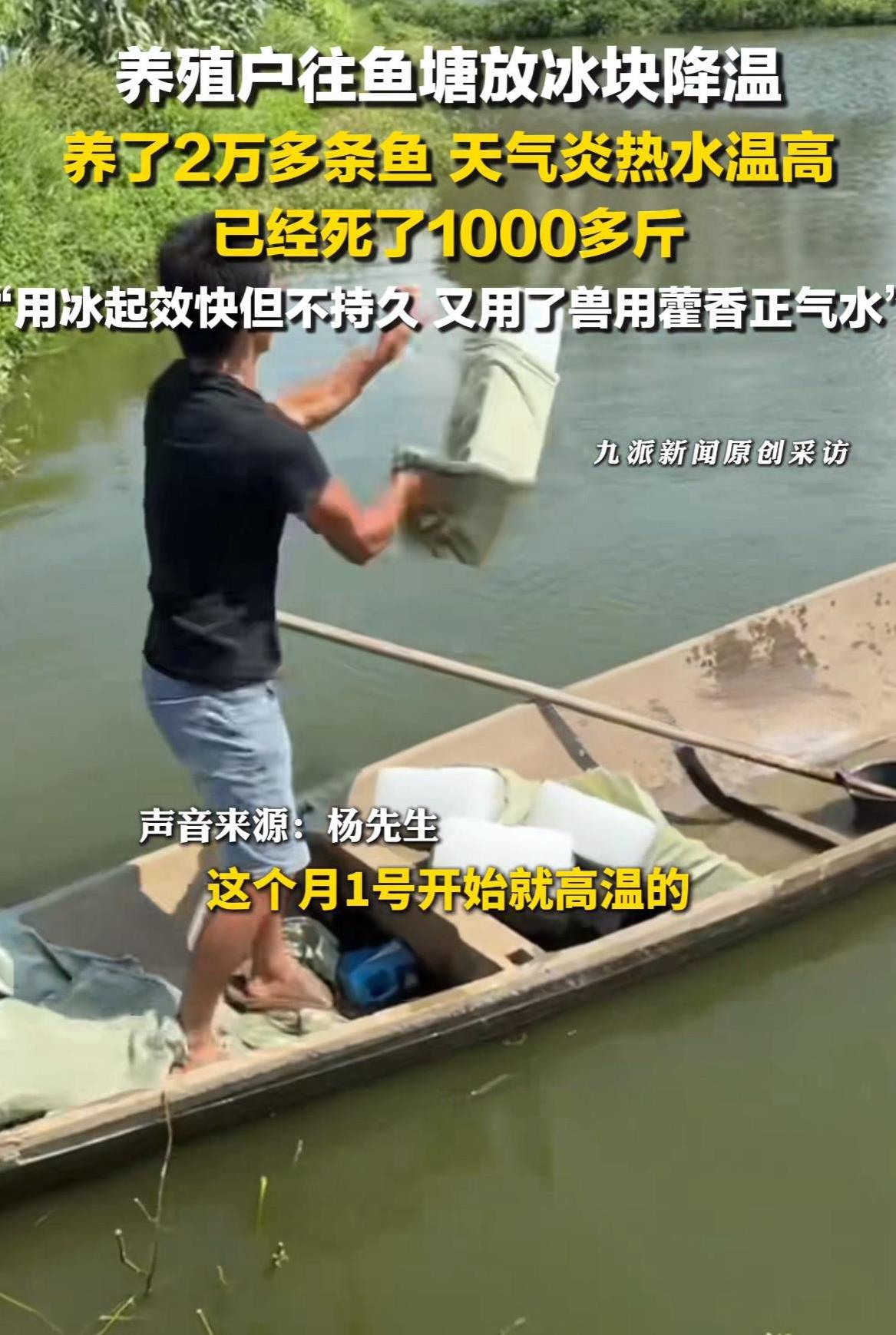 这天气热得连鱼都受不了咯！7月11日，湖南岳阳一鱼塘养殖户，为了给自家的鲈鱼降温