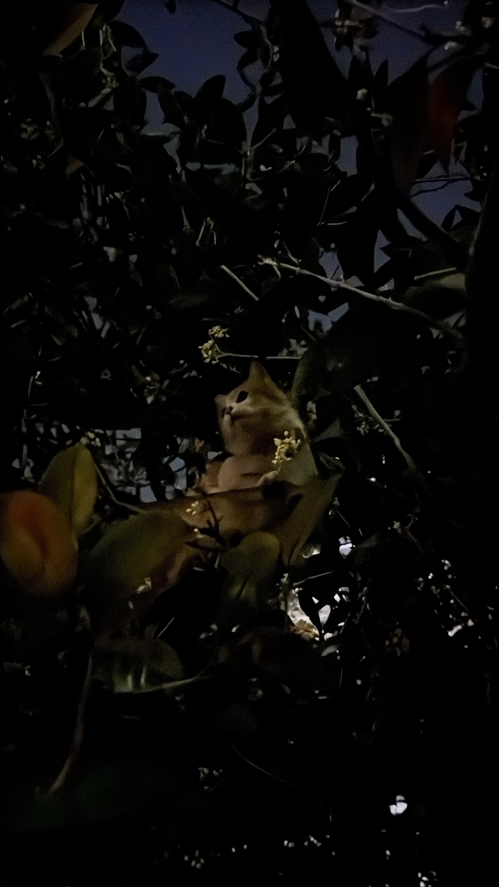 偶遇了一只爬到树上的小猫