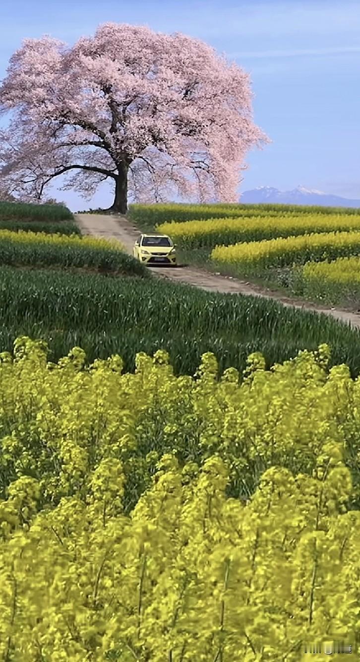 37岁离异带一女孩儿女子和一个离异44岁男子交往一年了。女子打两份工都是与肉有关