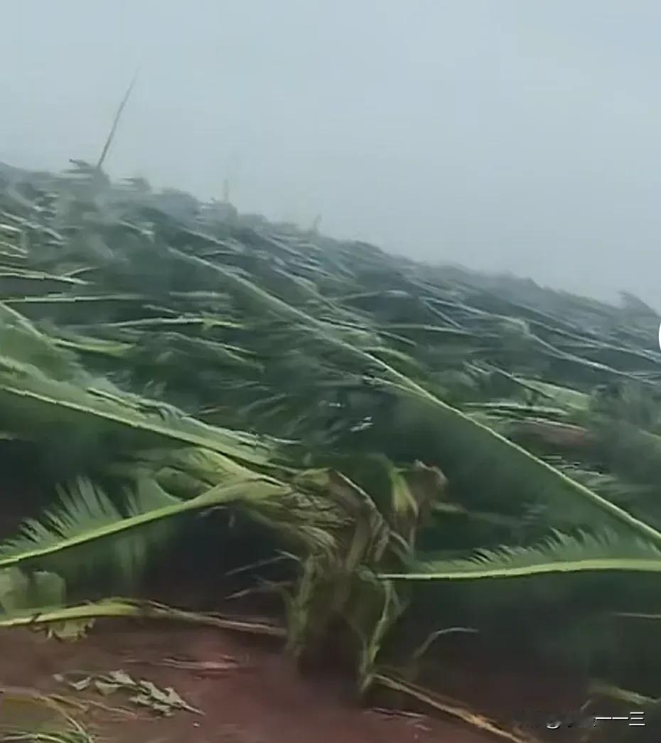 这次台风麦德姆是真不按常理出牌！偏偏赶在国庆假期搞突袭，风力猛得吓人，受灾最惨的