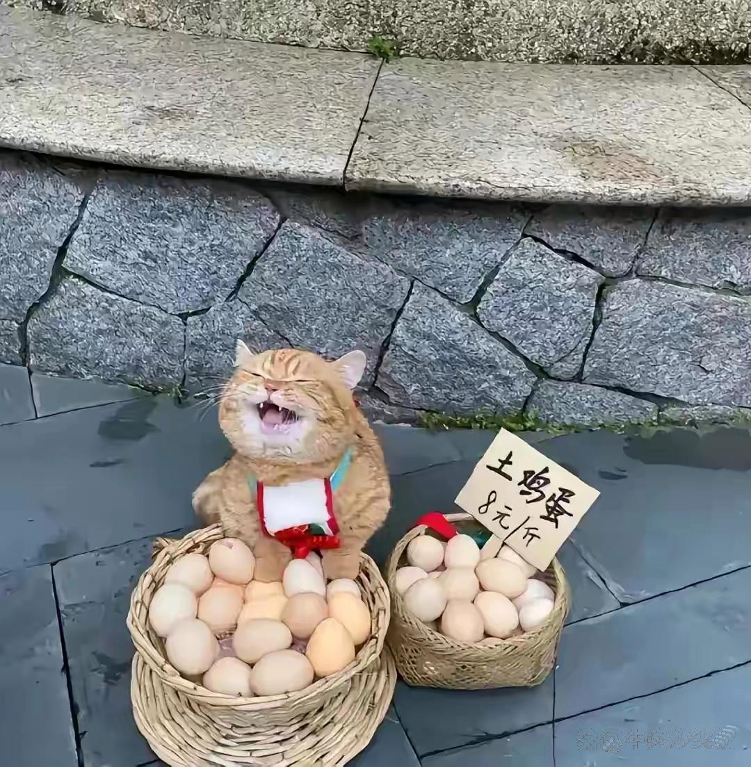 太招人喜欢了！有一名女子带着自己的橘猫，来到公园摆摊卖鸡蛋，这只橘猫非常有灵性，