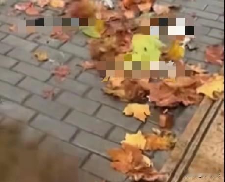 11月14日，辽宁一环卫工人在扫落叶，可树上的树叶一直在掉，他一直在扫，领导从他