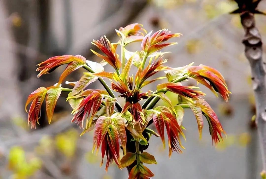 《摘香椿》采摘香椿清明前，朵朵红芽树顶悬。无奈树高不好摘，一根长杆解馋缘。