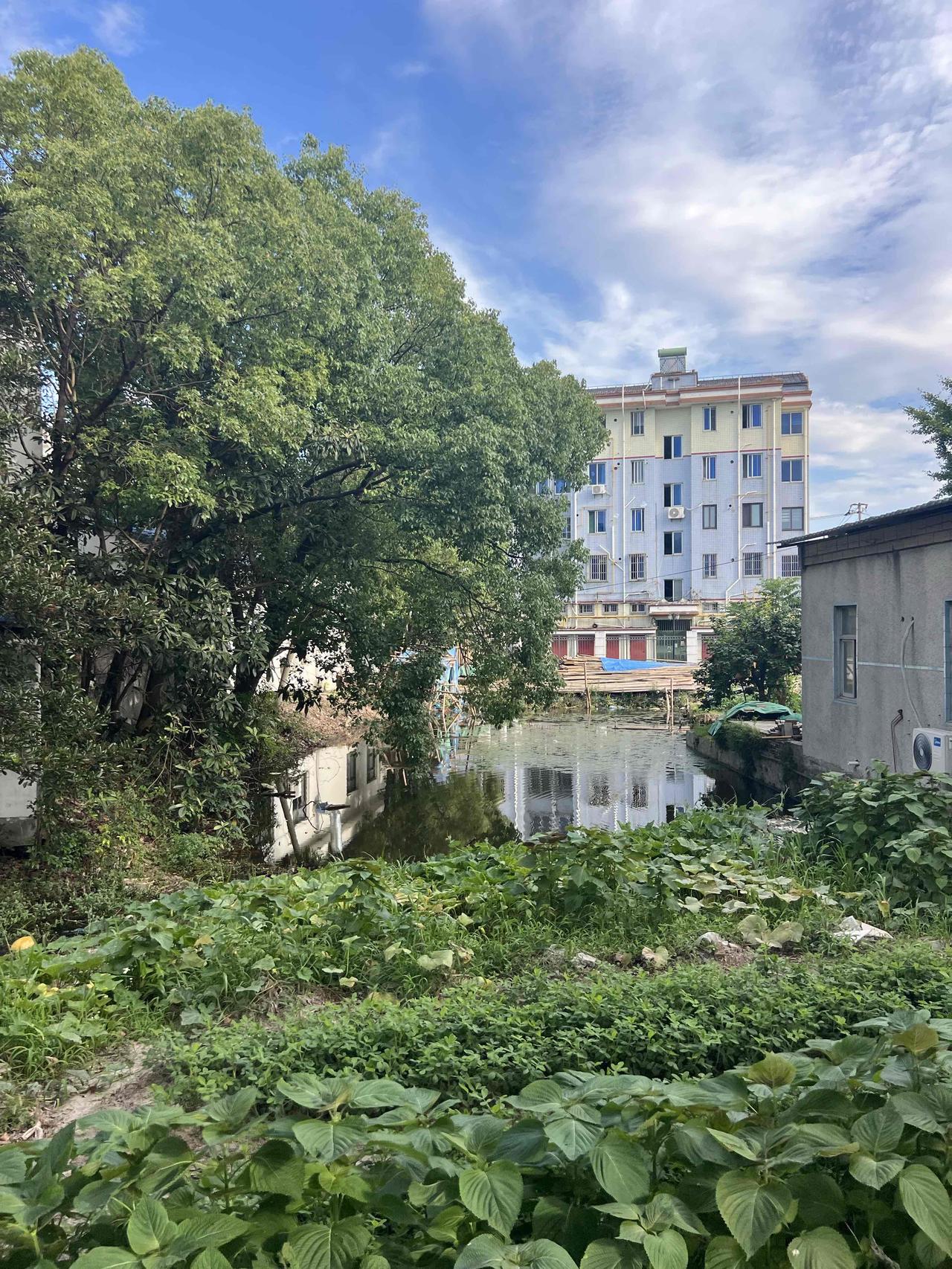 今天来上海的大团镇来吃三黄鸡，毕竟要大吉大利，今晚吃鸡。这里因为不通地铁，适合开