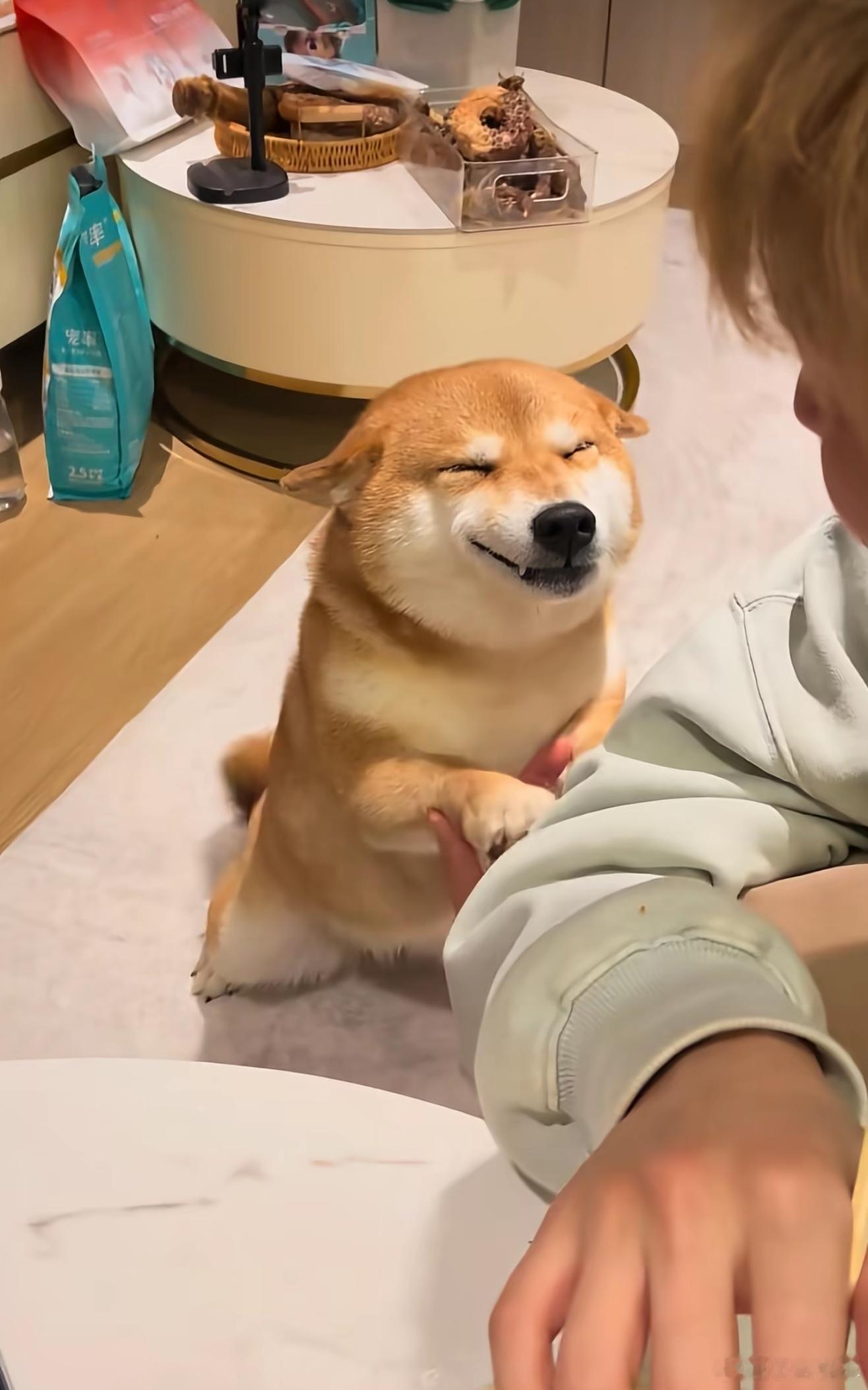 网红柴犬佩奇中毒死亡家里有小狗的真的看不得这些，陪主人搬30多次家的乖狗狗，连大