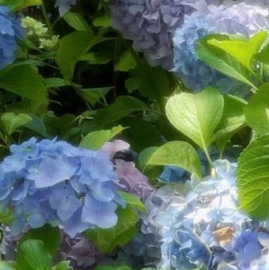 绣球花种植：1、土壤要求：绣球花喜欢酸性土壤，不耐瘠薄与盐碱。在碱性土壤中生