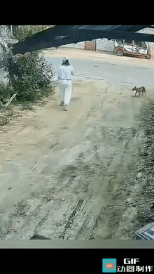 网友惊呆了:一女子走在小路上，这时从旁边走过来一只小狗，小狗没有叫，也没有龇牙，