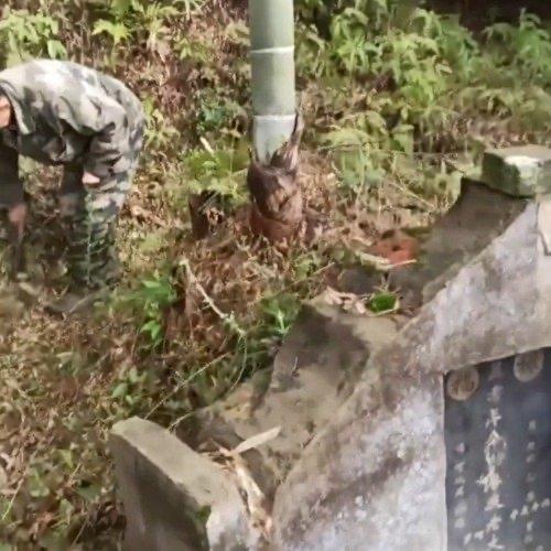 清明时节雨纷纷，江西的一位男子在回乡祭祖时，目睹了令他错愕的一幕。本该是杂草丛生